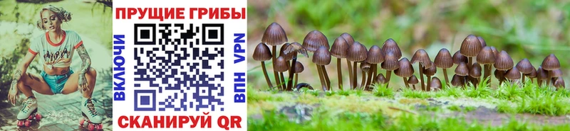 Галлюциногенные грибы GOLDEN TEACHER  Гуково 